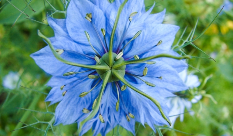 Jakim kwiatkiem jesteś?