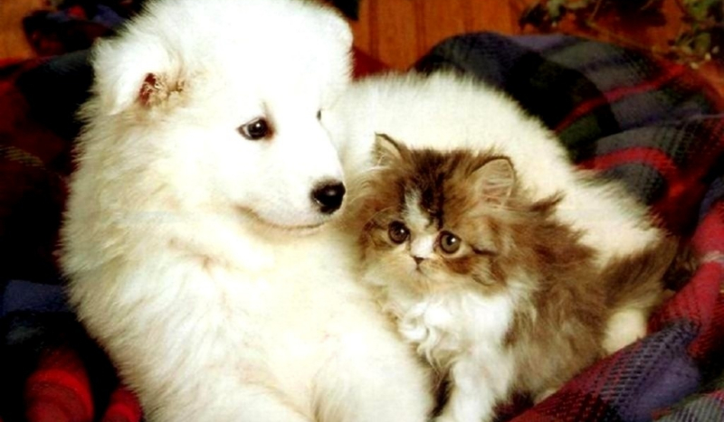 Jesteś kotem czy psem?