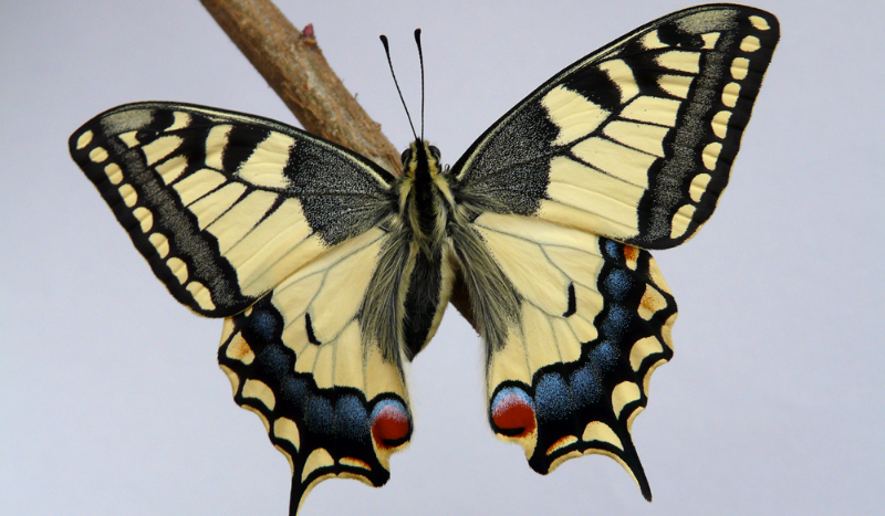 Jak dobrze znasz polskie motyle?
