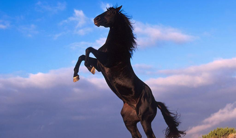 Galopem przez świat #1