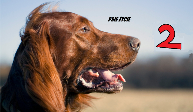 Psie Życie #2