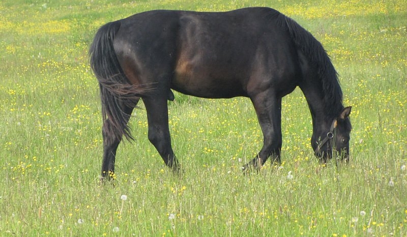 Które zwierze odzwierciedla twojom dusze?