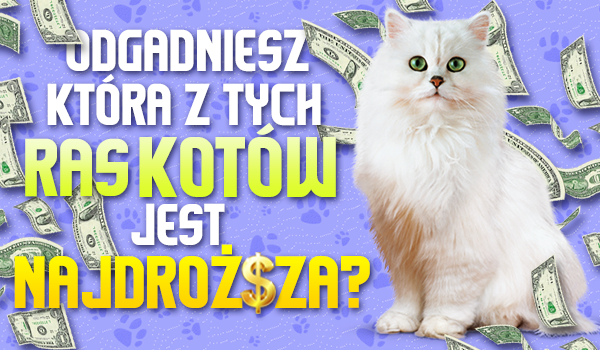 Czy odgadniesz, która z tych ras kotów jest najdroższa?