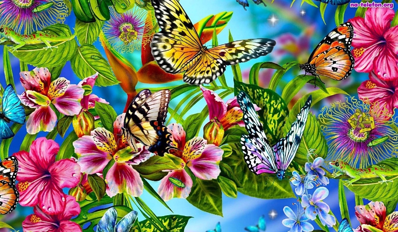 Jakim motylem jesteś?