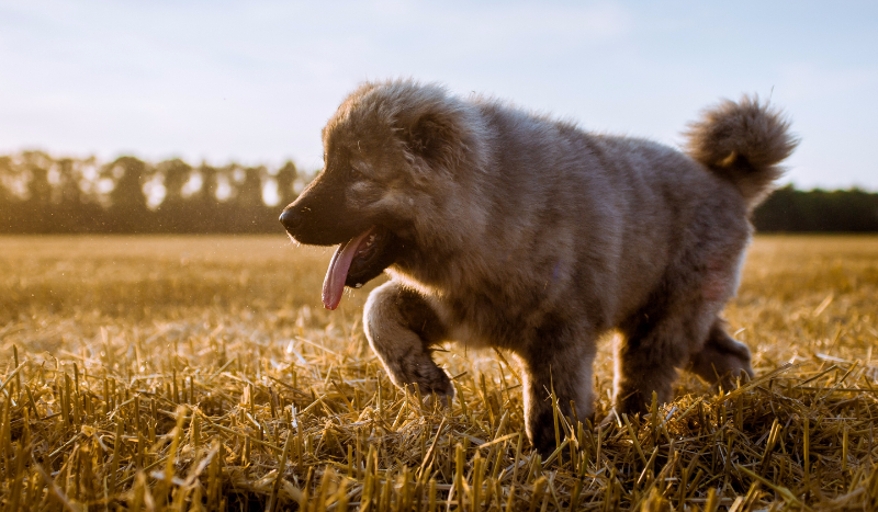 Jaką rasą psa jesteś?