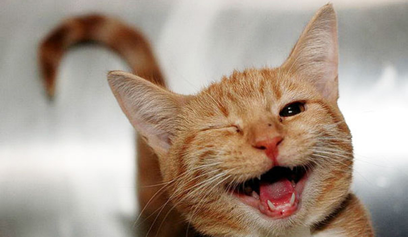 Ile wiesz o zwierzętach – Hard