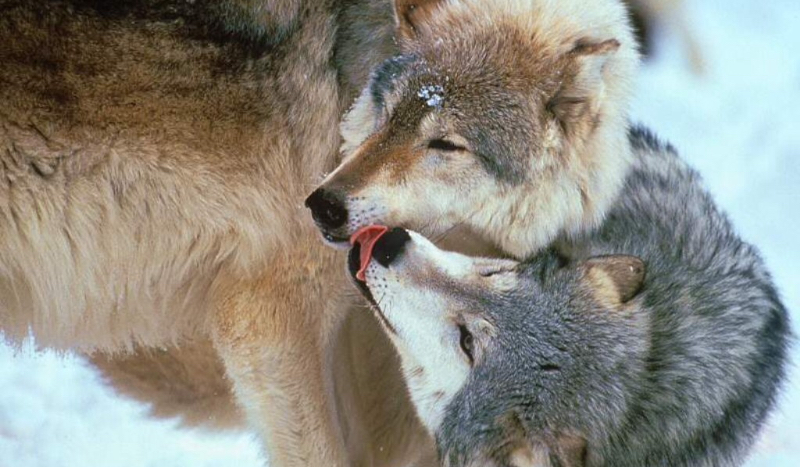 Jakim jesteś wilkiem ?