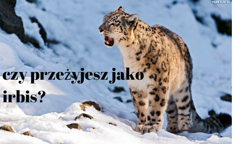 czy przeżyjesz jako irbis?