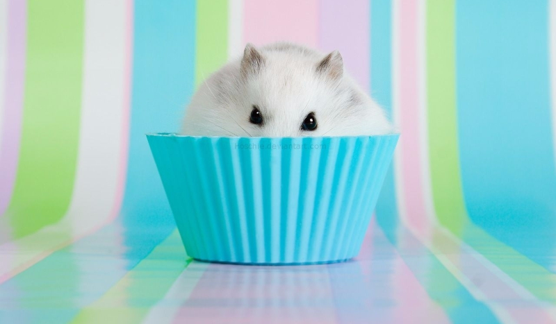 Jak Dobrze Znasz Josię?