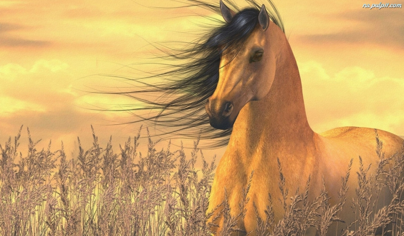 Stwórz własnego konia!