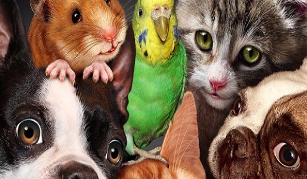 Jakim zwierzakiem jesteś?