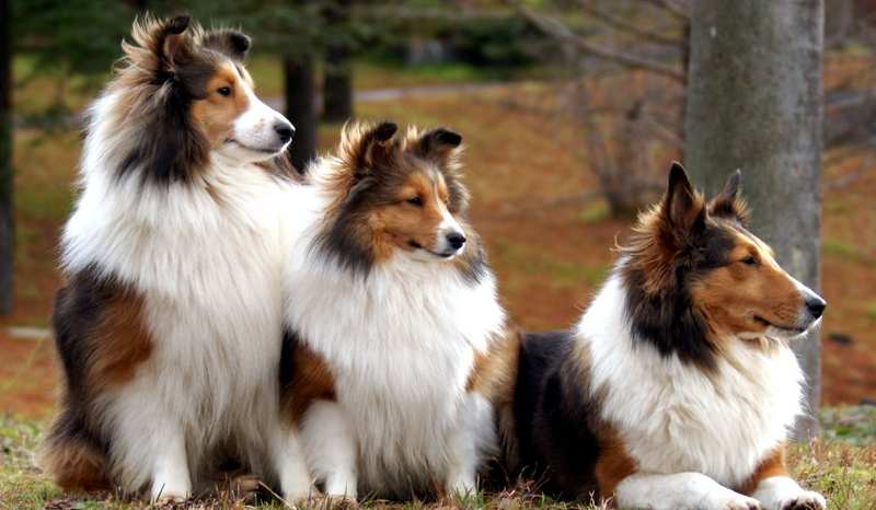 Czy rozpoznasz rasy psów?