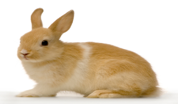 ile wiesz o królikach?