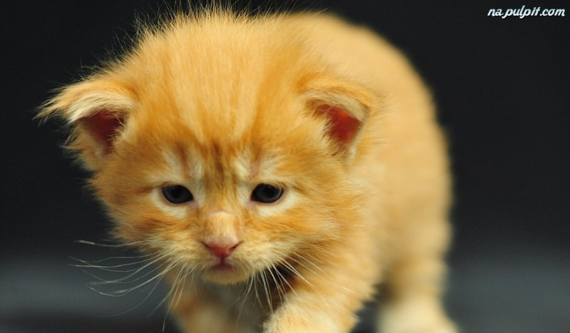 co myśli o tobie kot