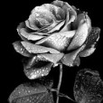 silver_rose