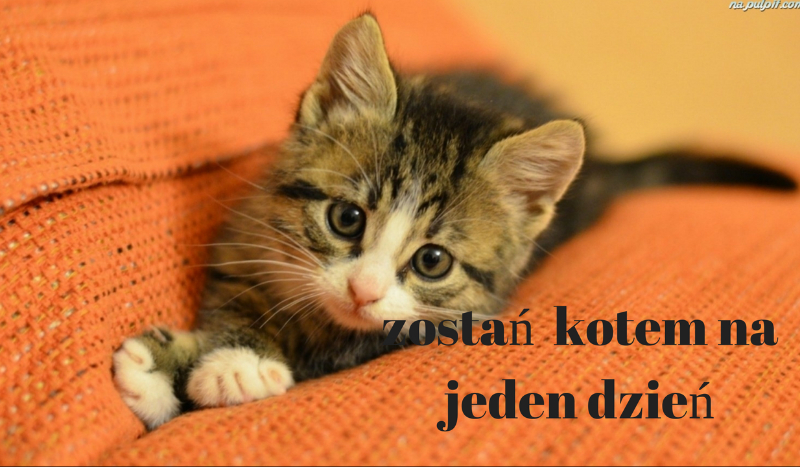 zostań kotem na jedeń dzień