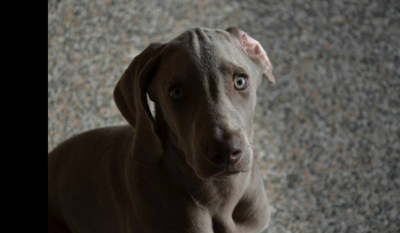 czy twój pies widzi duchy ???