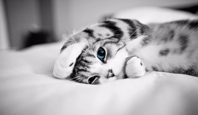 Życie jako kot #5 koniec, informacja.