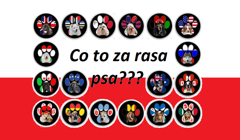 Co to za rasa psa???