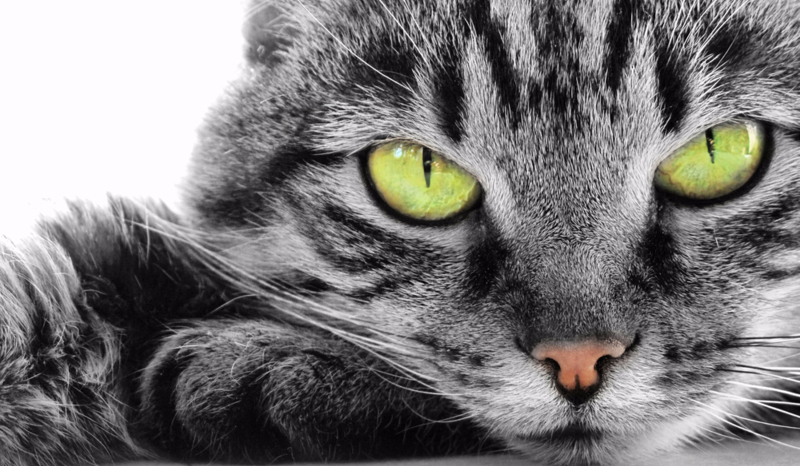 Jaką rasą kota  jesteś?