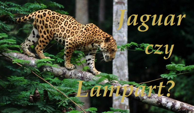 Jaguar czy lampart?