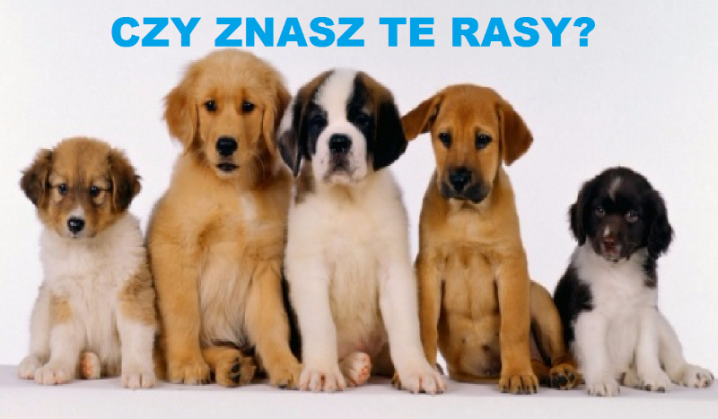 CZY ZNASZ TE RASY ?