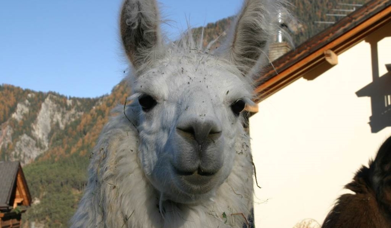 Na ile procent lubisz lamy?