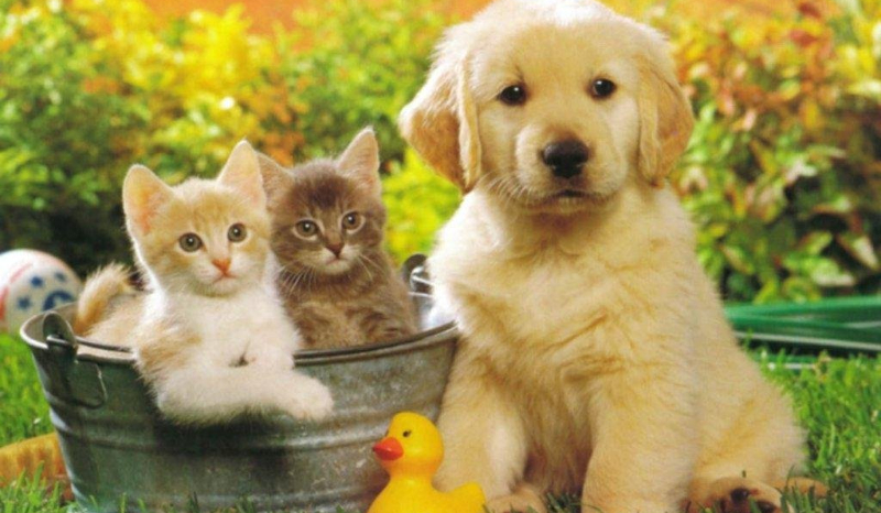 wsyzstko o kolorowka395