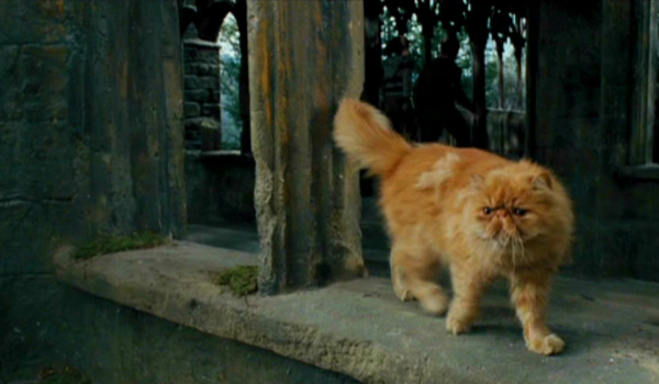 Jesteś na Pokątnej. Jakie zwierze zabierzesz ze sobą do Hogwartu?