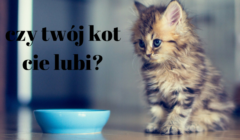 czy twój kot cię lubi?
