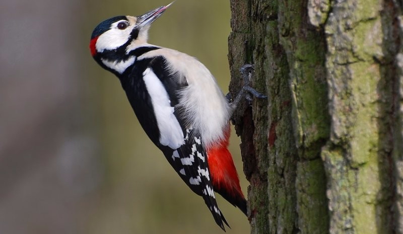 Czy byłbyś dobrym dzięciołem ?
