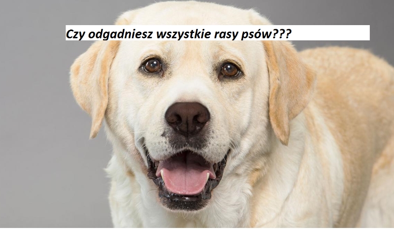 Czy odgadniesz wszystkie rasy psów? TRUDNE!!!
