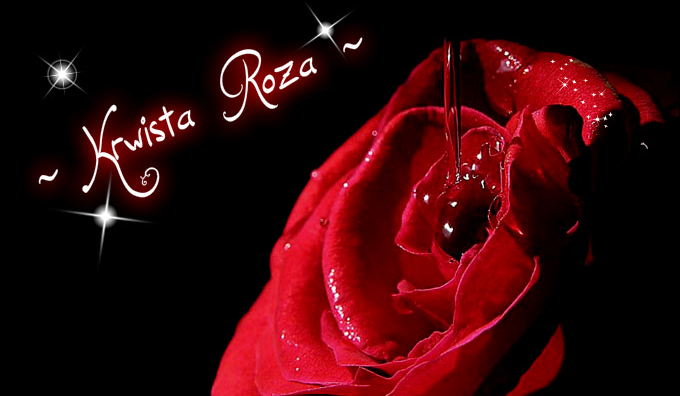 Krwista Róża # 4
