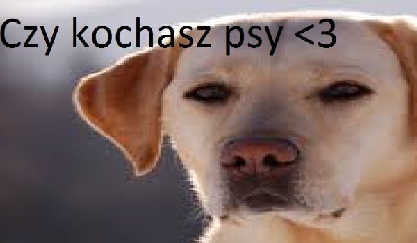 Czy kochasz psy ?