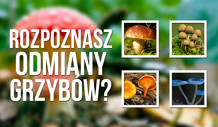 Jak dobrze znasz odmiany grzybów?