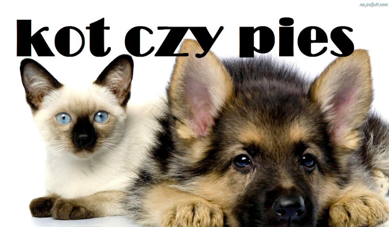 Jesteś kotem czy psem