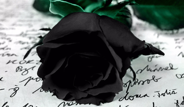 Black Rose #4