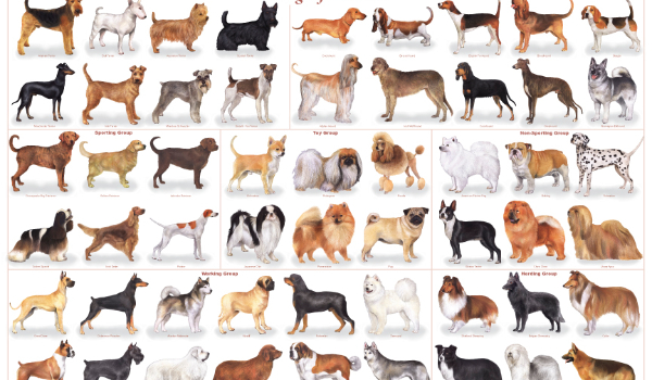 Jaką z wybranych ras psa jesteś?
