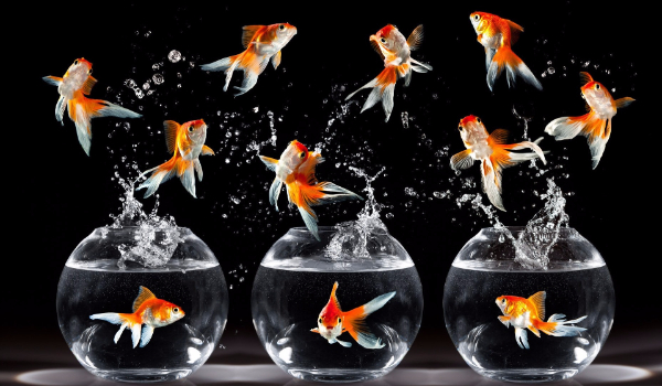 Jaką rybą jesteś?