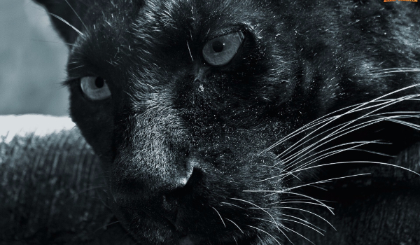 Morderstwo z Pazurem #4