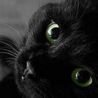 Black_Cats