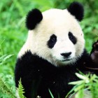 pando