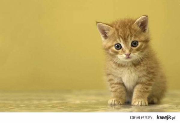 Jakim kotem jesteś?