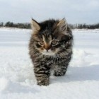 kitty3