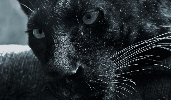 Morderstwo z pazurem #9