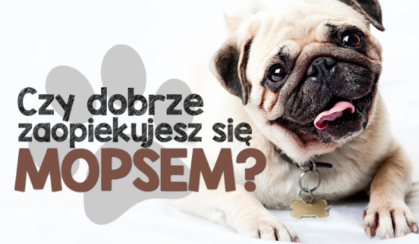Czy zaopiekujesz się Mopsem?