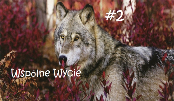Wspólne Wycie  #2