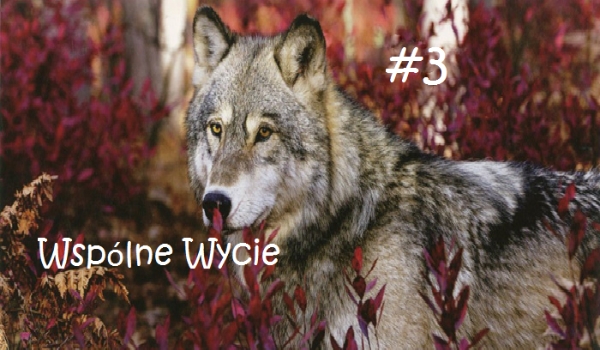 Wspólne Wycie  #3