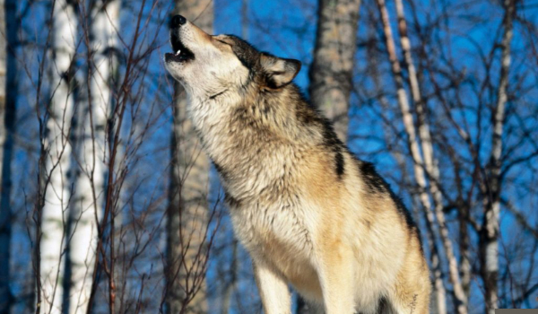 Wilczyca Sasha #1 Mamo…