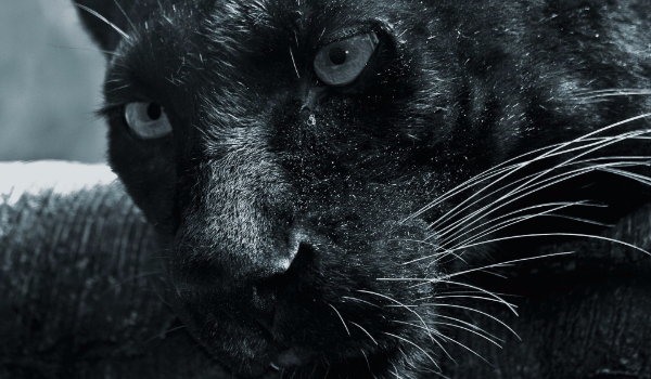 Morderstwo z Pazurem #11 ( +18)